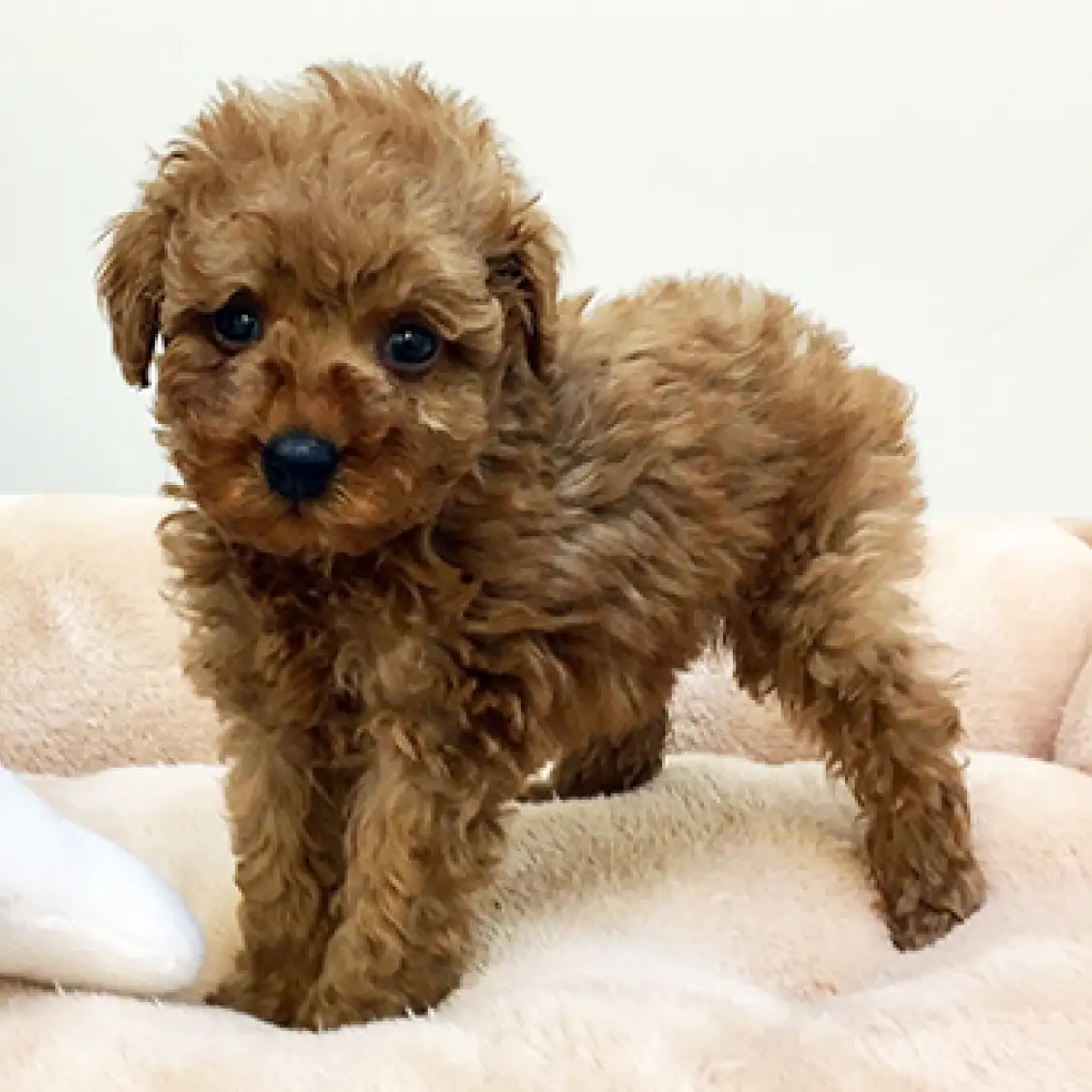 トイ・プードル