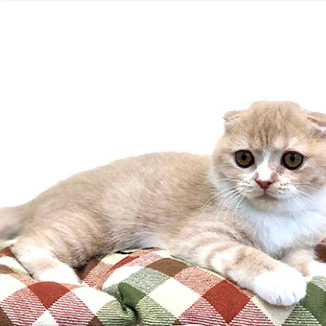 スコティッシュフォールド