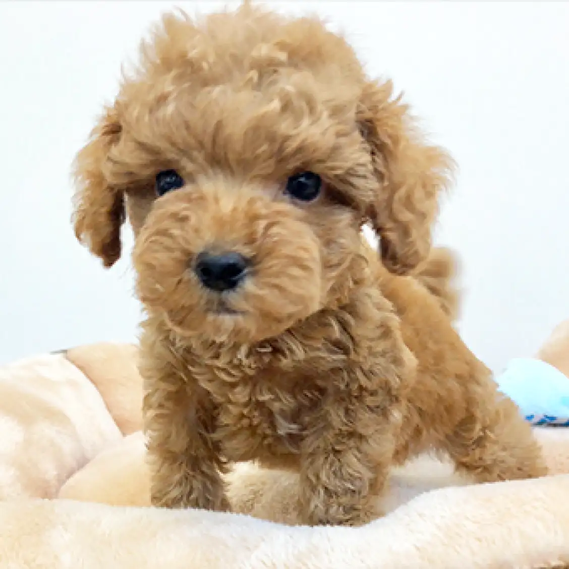 トイ・プードル