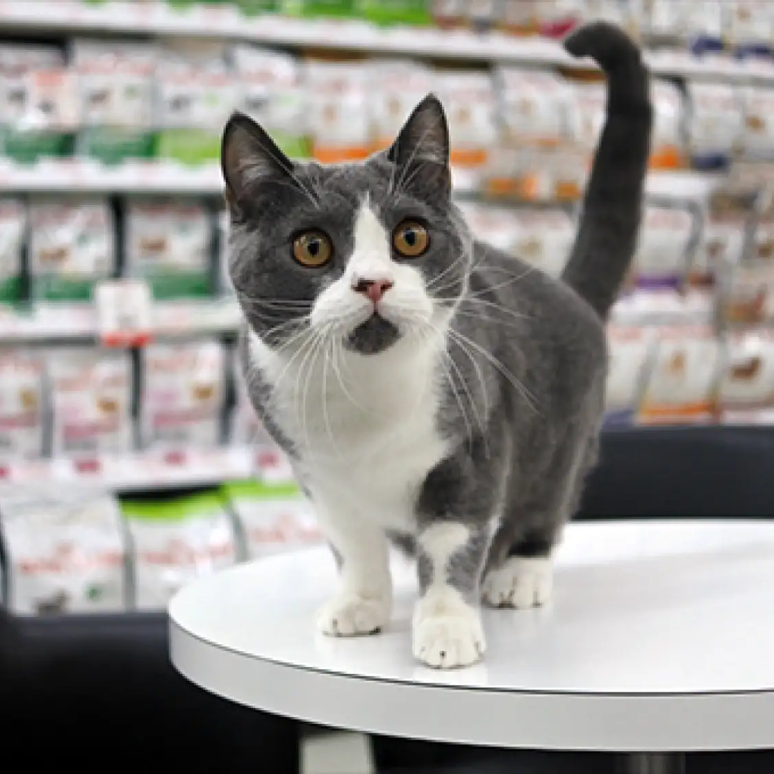 ブリティッシュショートヘア