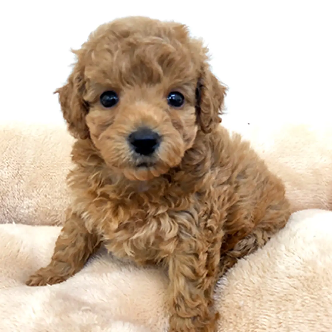 トイ・プードル