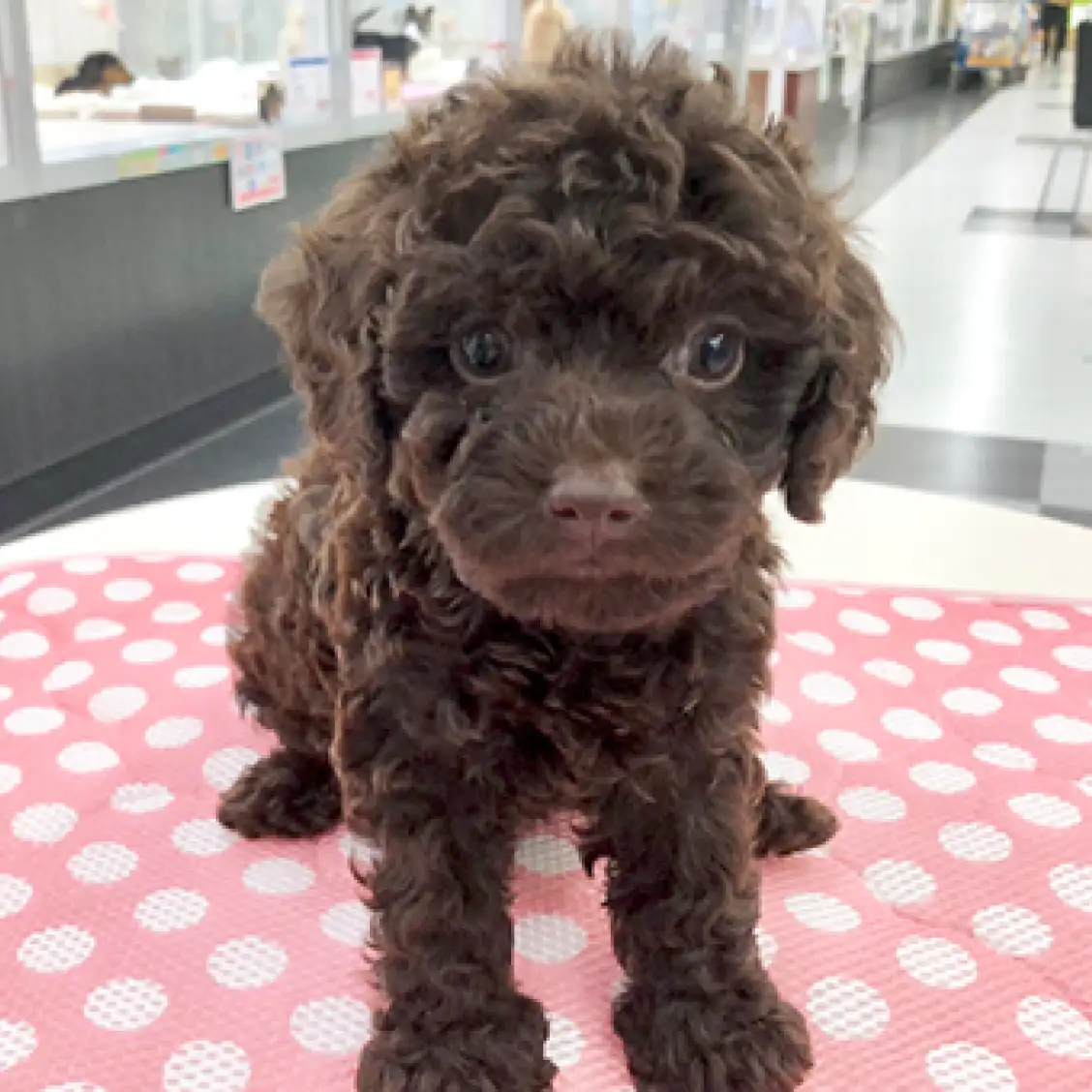 トイ・プードル