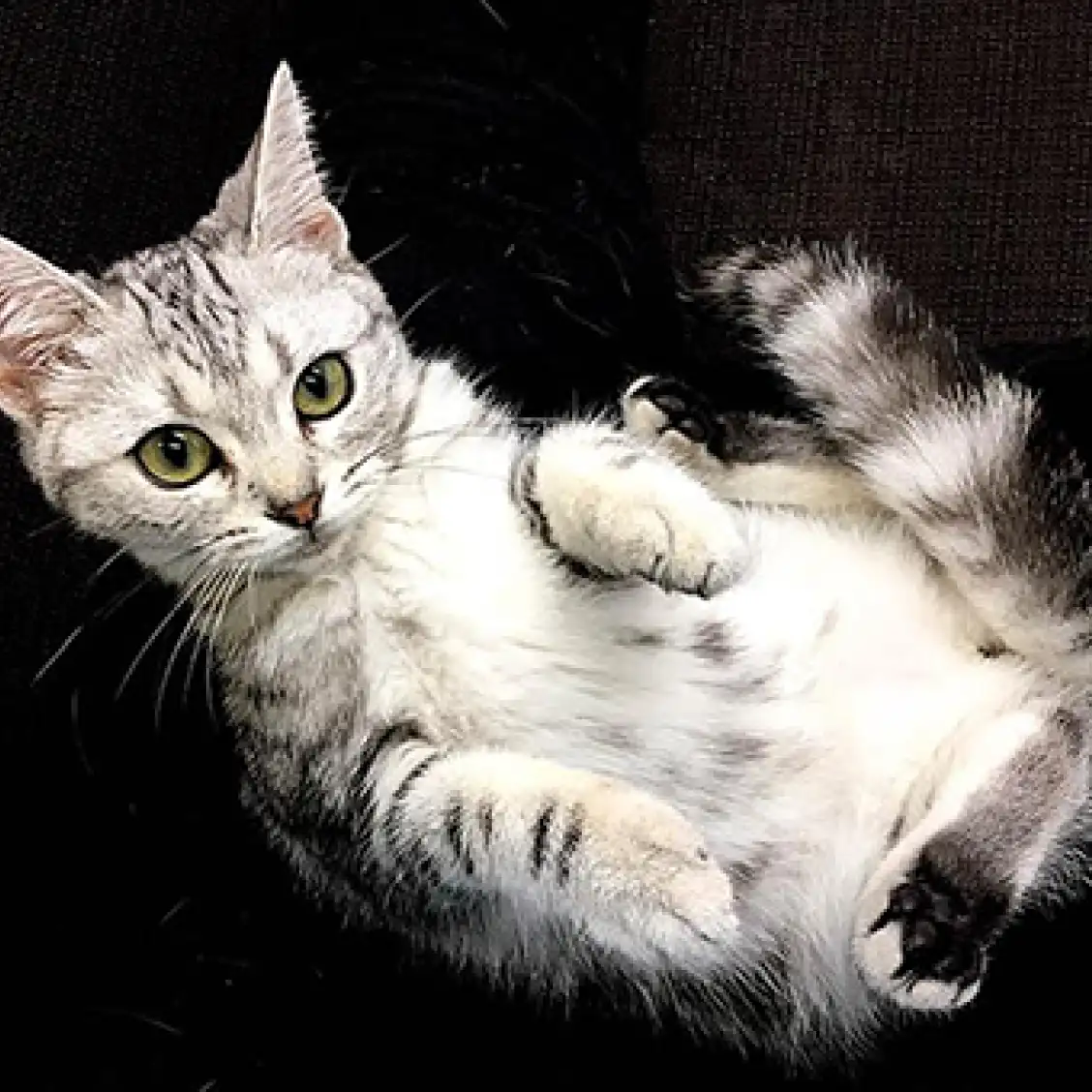 アメリカンショートヘア