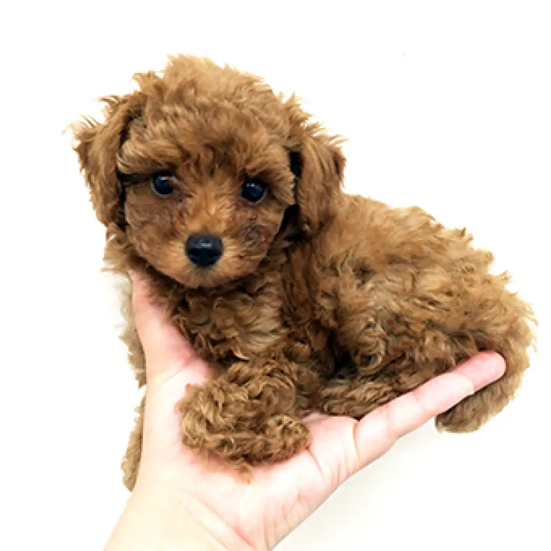 トイ・プードル