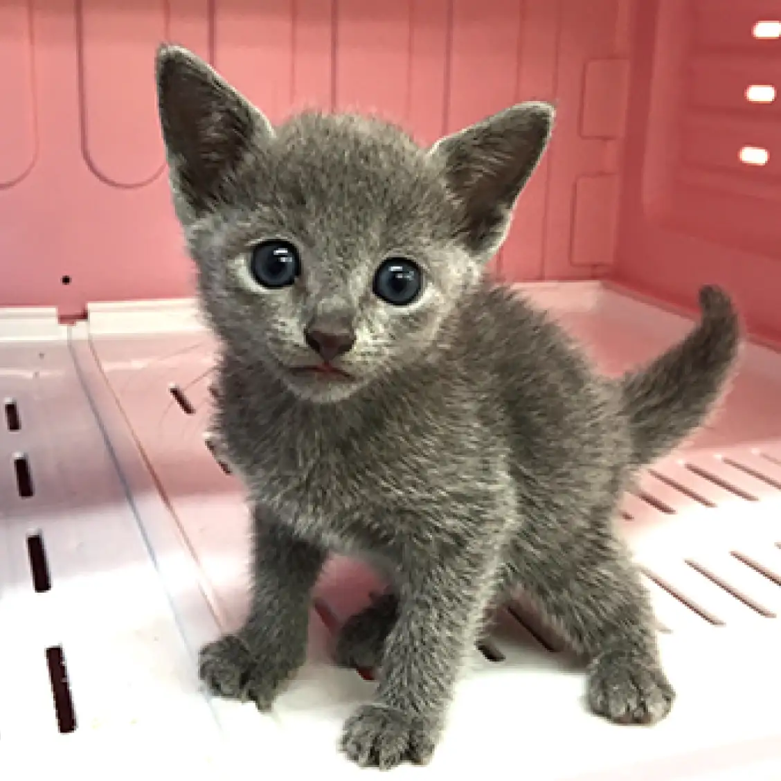 ロシアンブルー