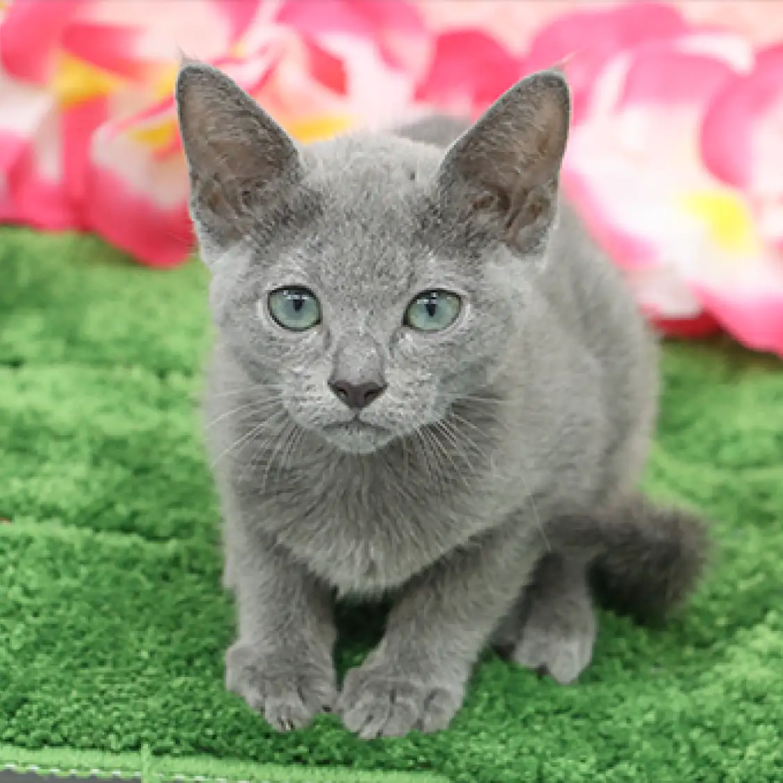 ロシアンブルー