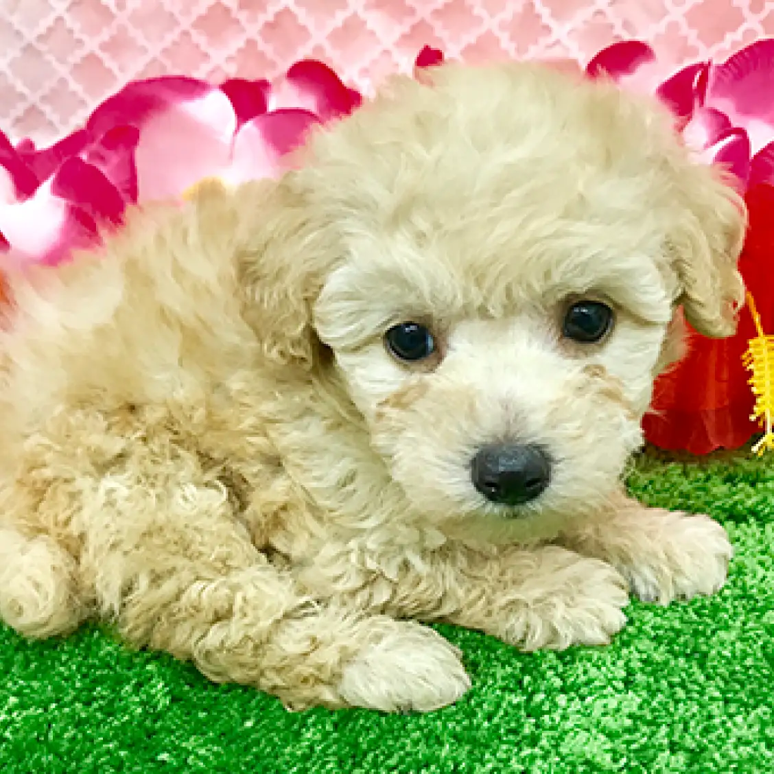 トイ・プードル