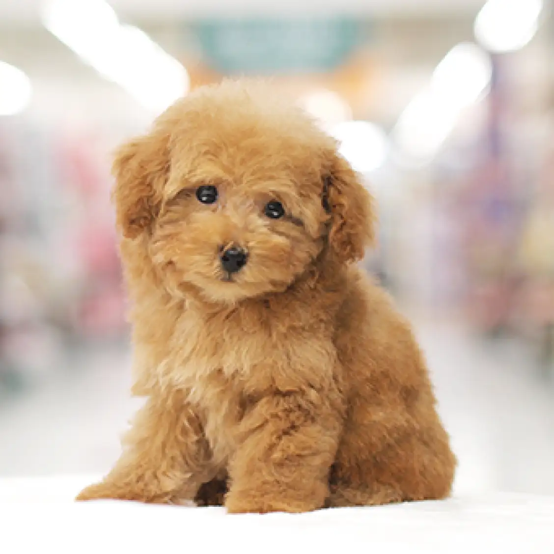 トイ・プードル