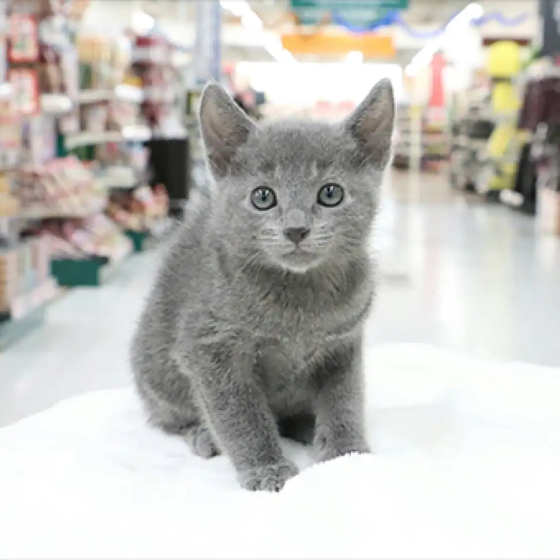 ロシアンブルー