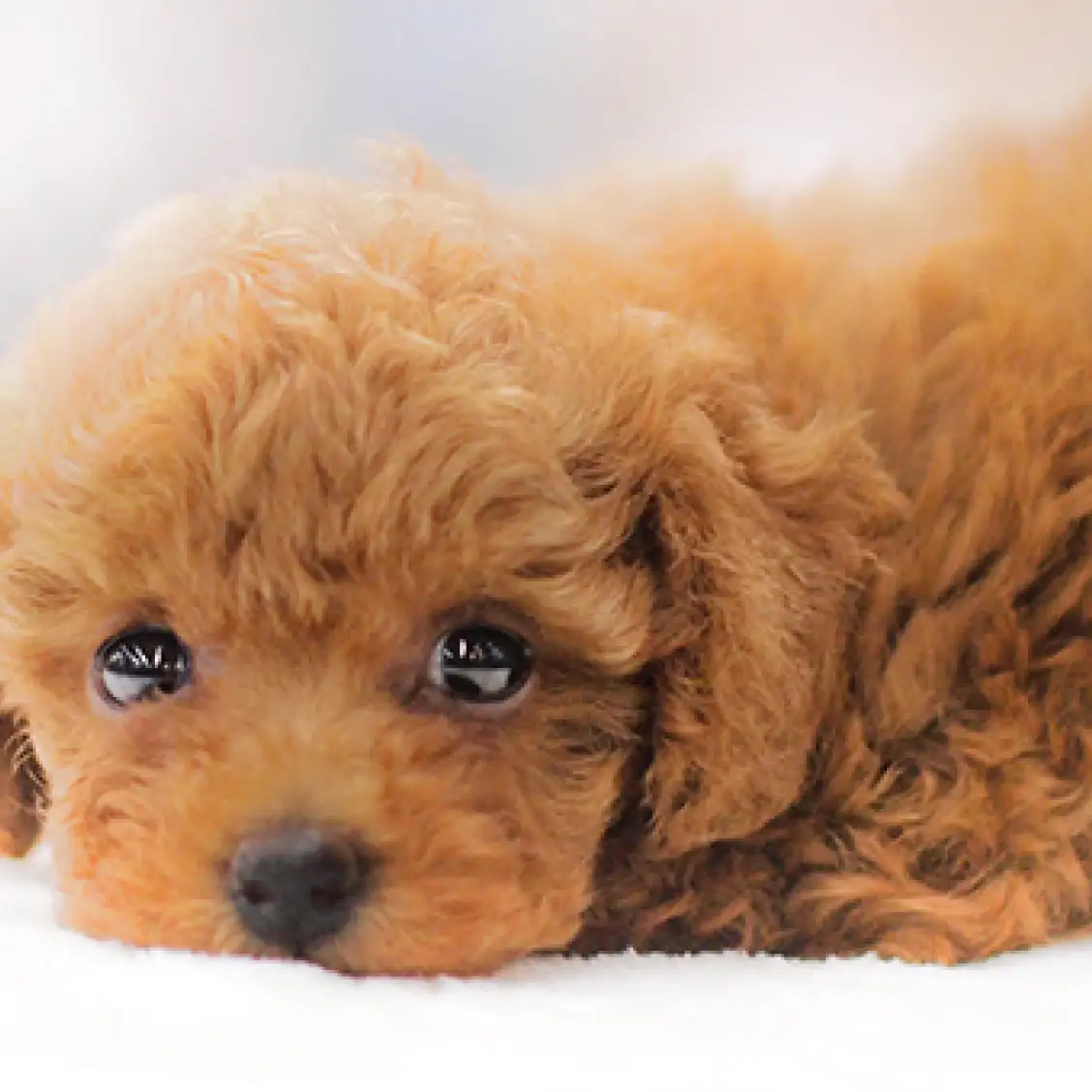 トイ・プードル