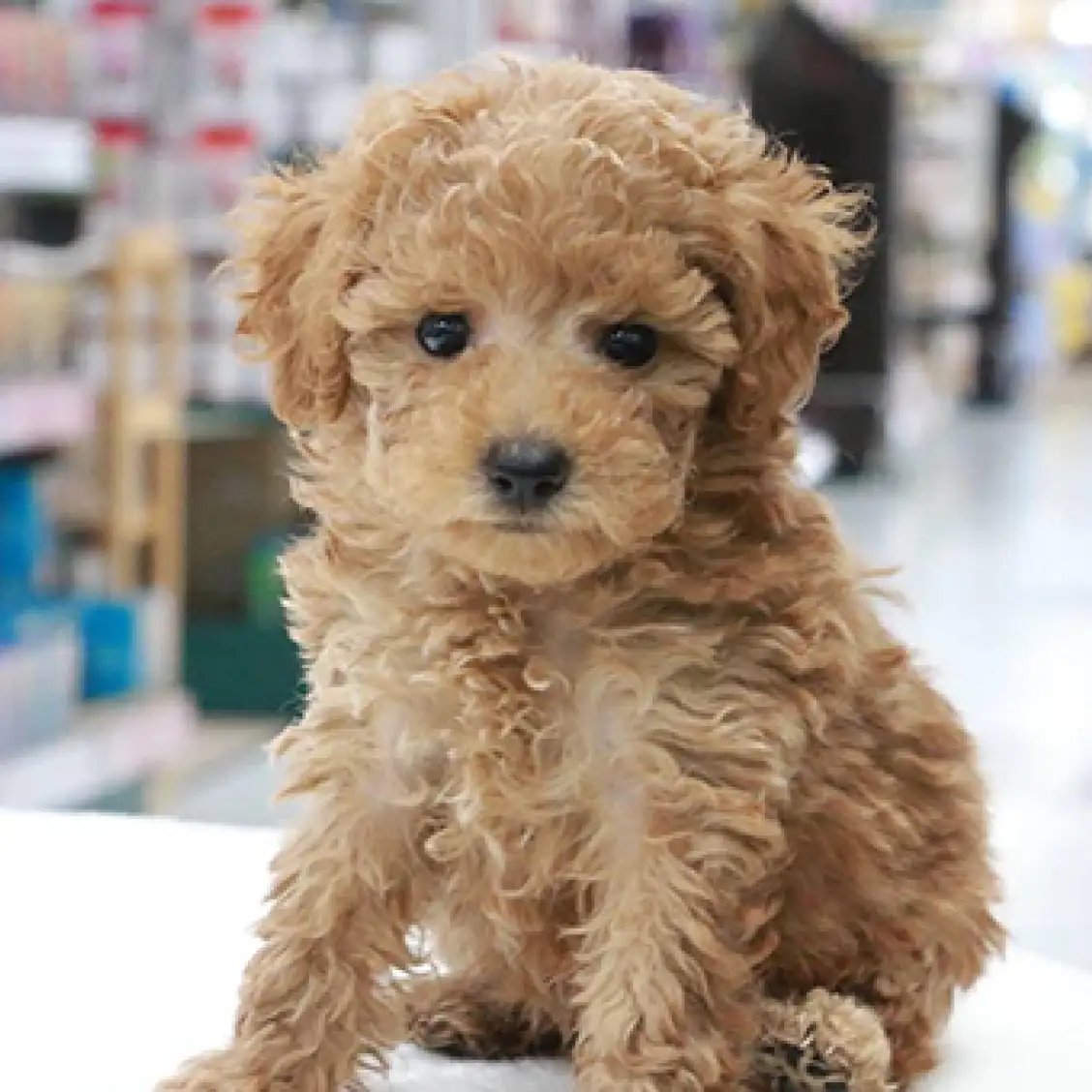 トイ・プードル