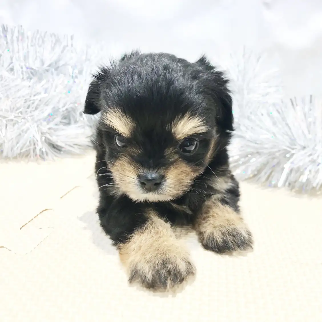 MIX(チワワ×トイプードル)