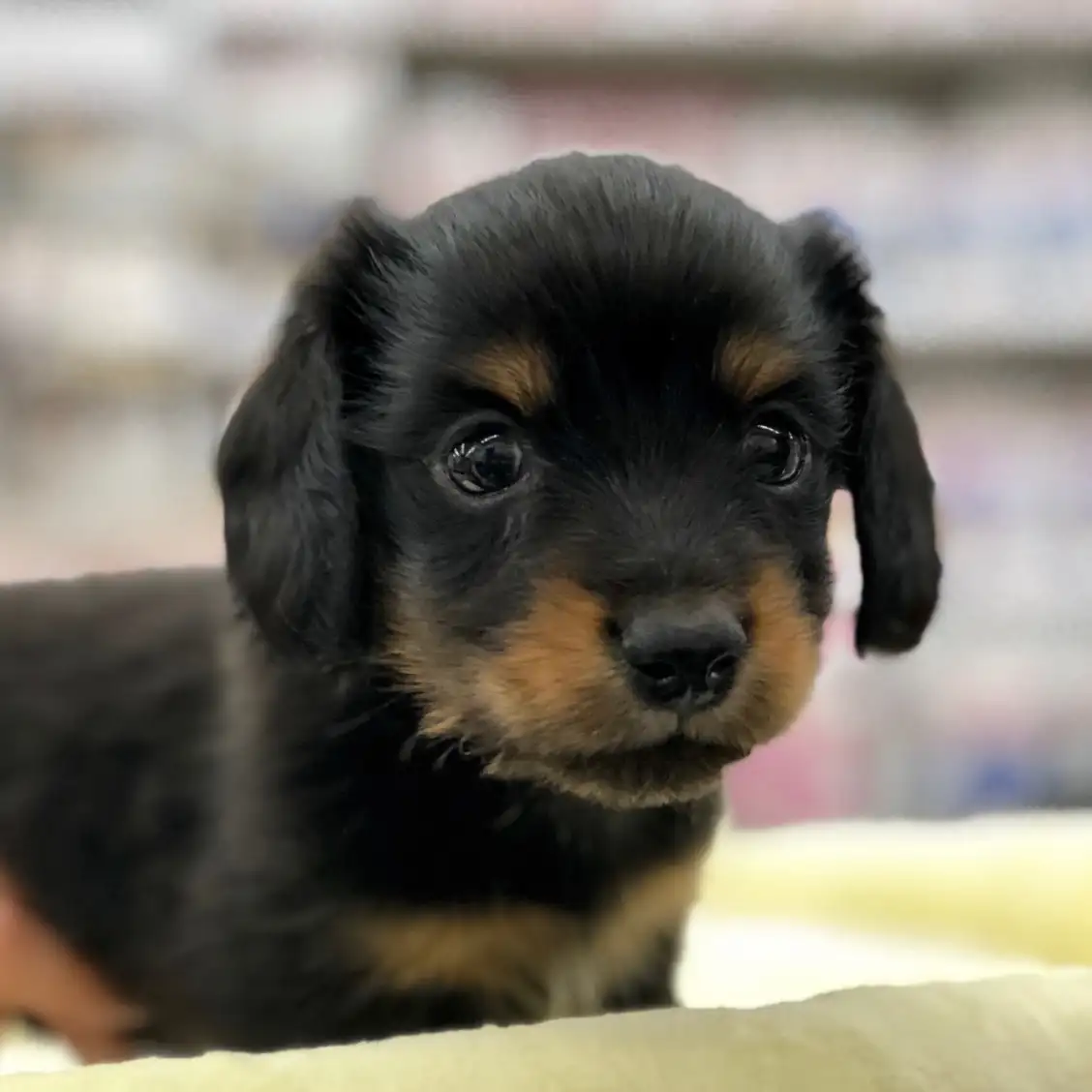 ミニチュア・ダックスフント