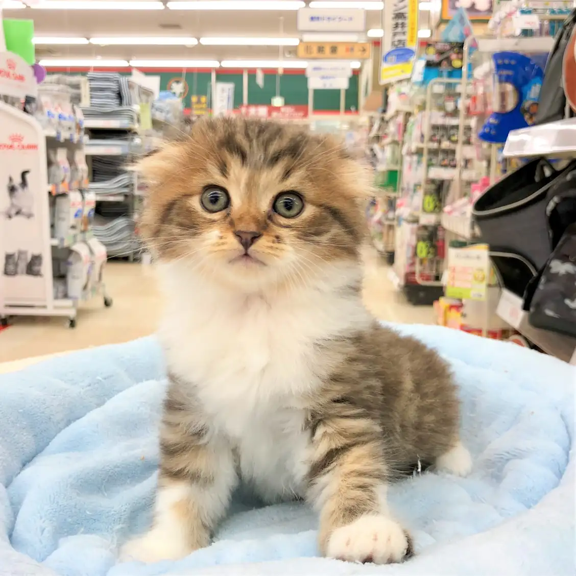 スコティッシュフォールド