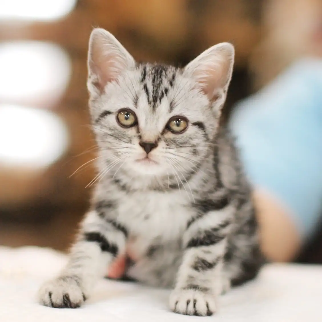 アメリカンショートヘア