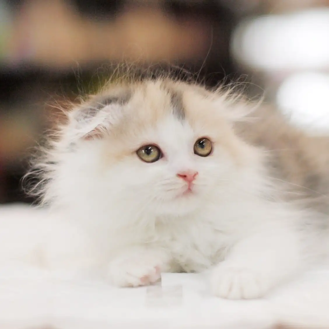 スコティッシュフォールド