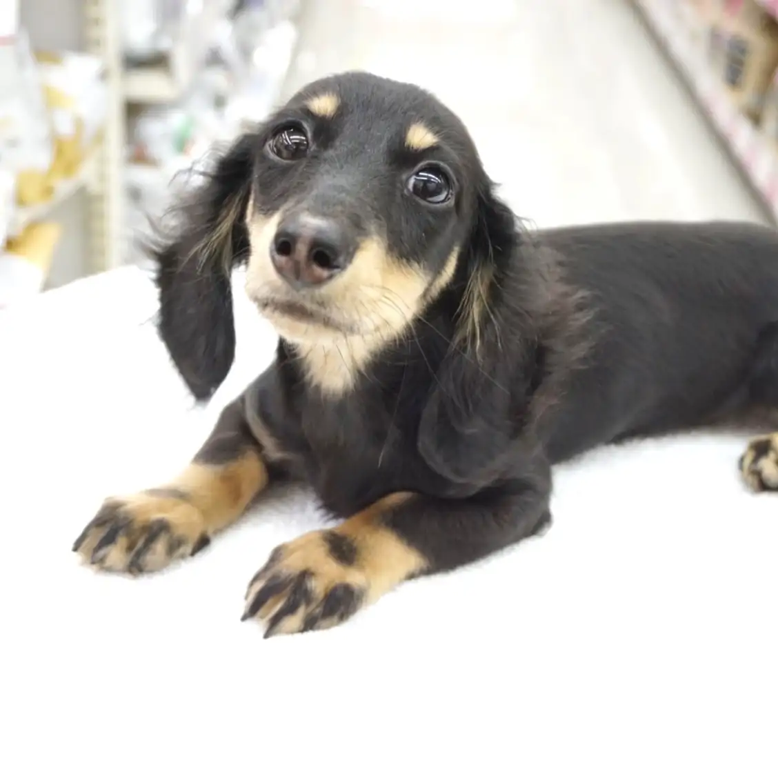 ミニチュア・ダックスフント