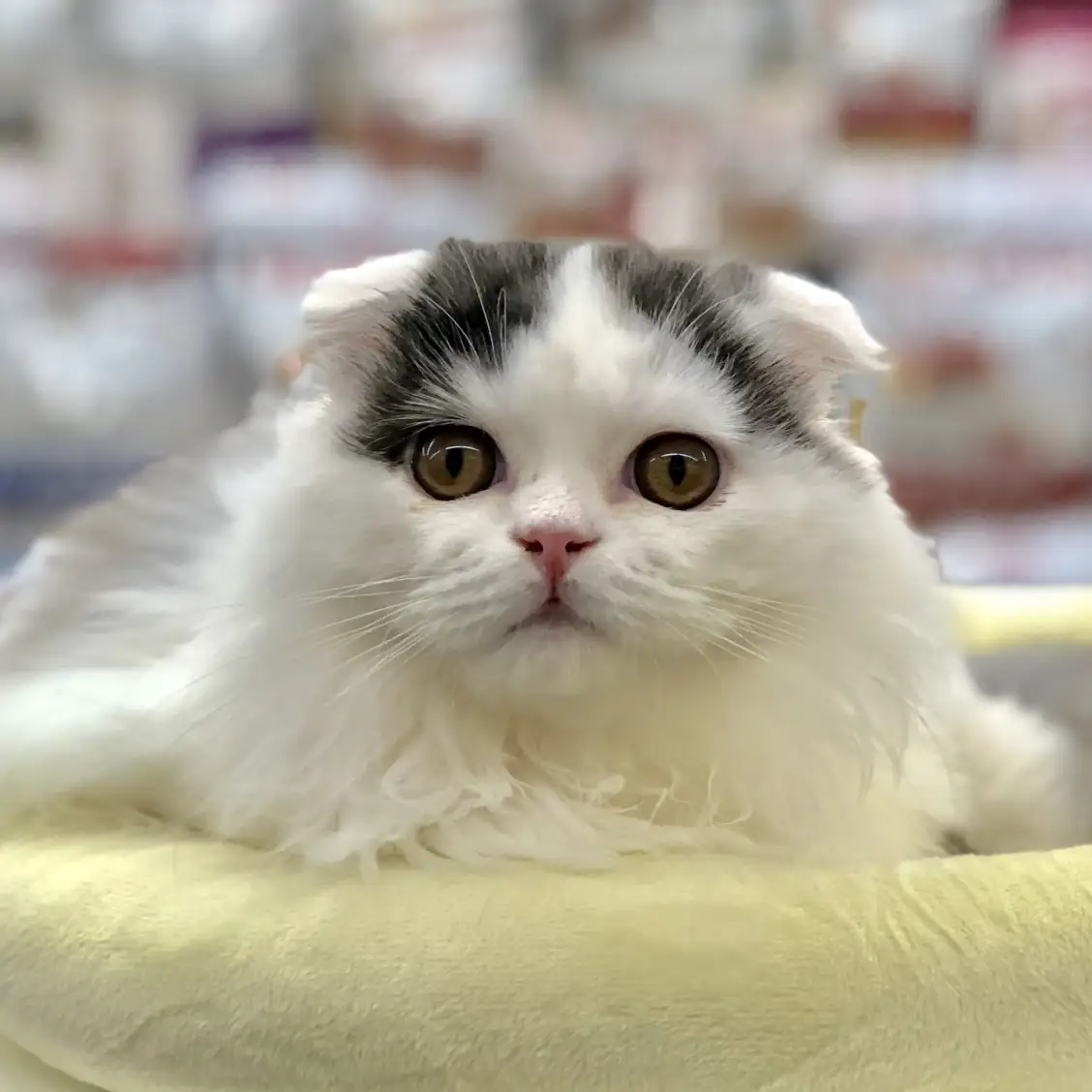 スコティッシュフォールド