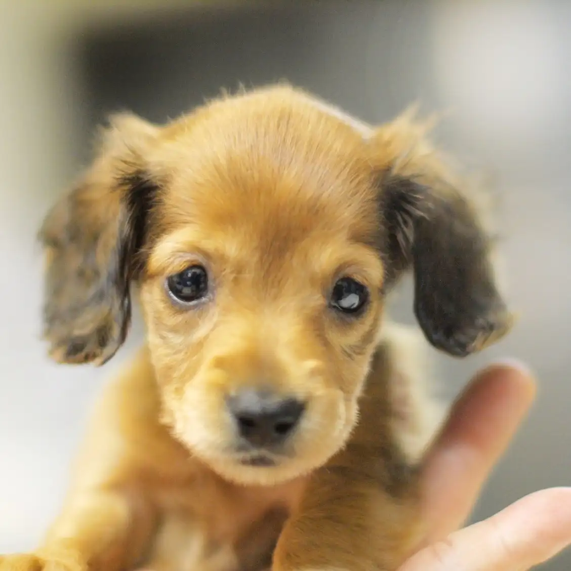 カニンヘン・ダックスフント