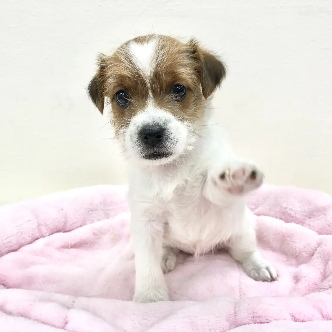 ジャックラッセルテリア