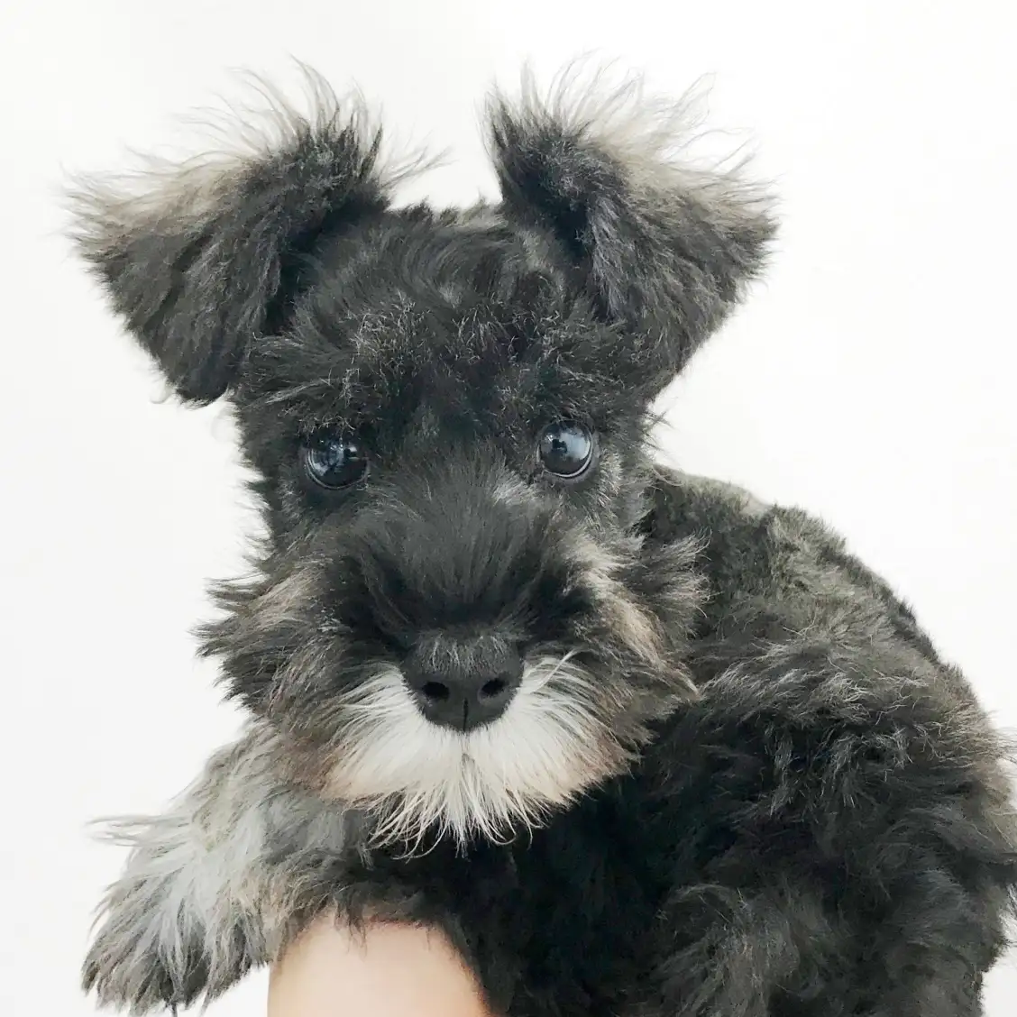 ミニチュア・シュナウザー