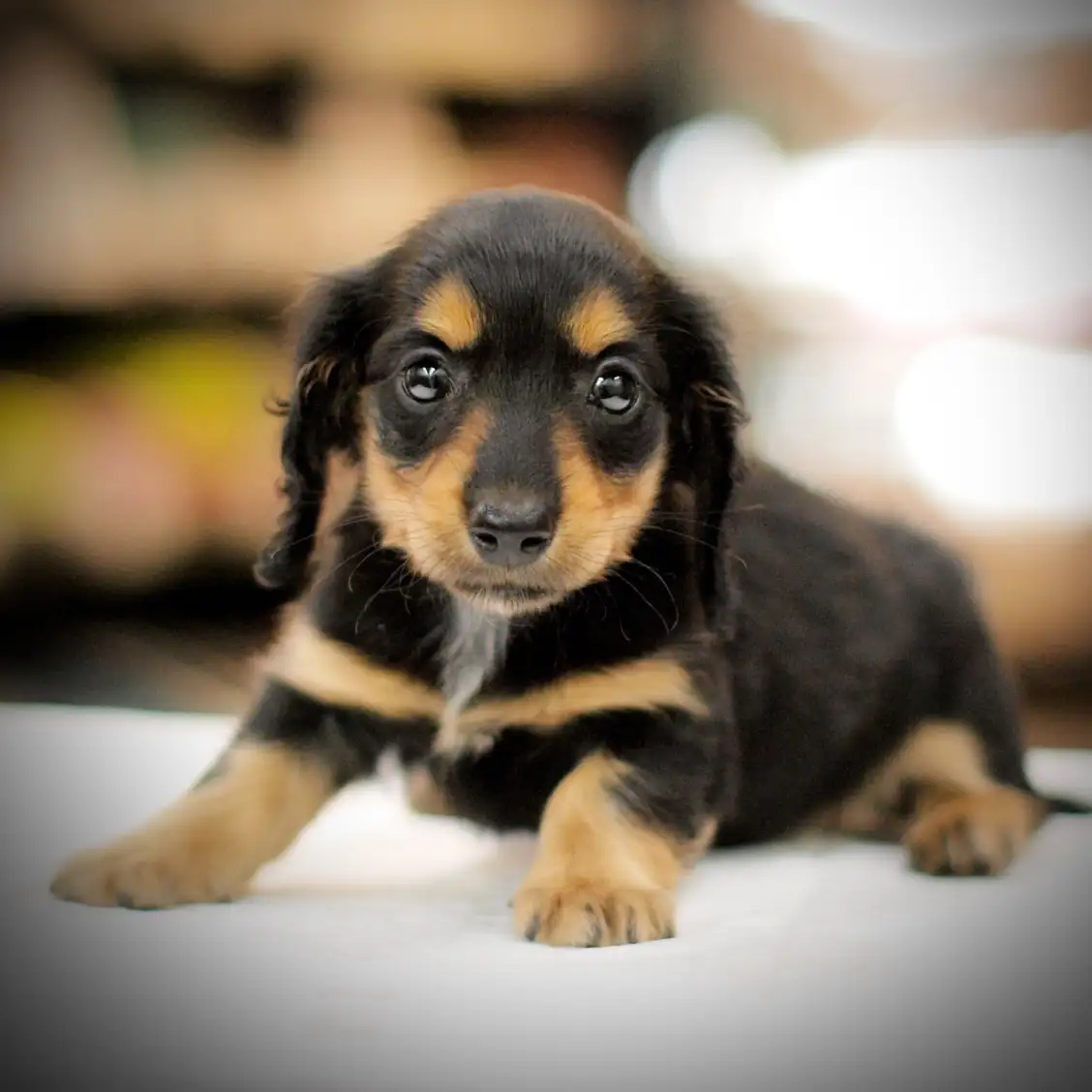 カニンヘン・ダックスフント