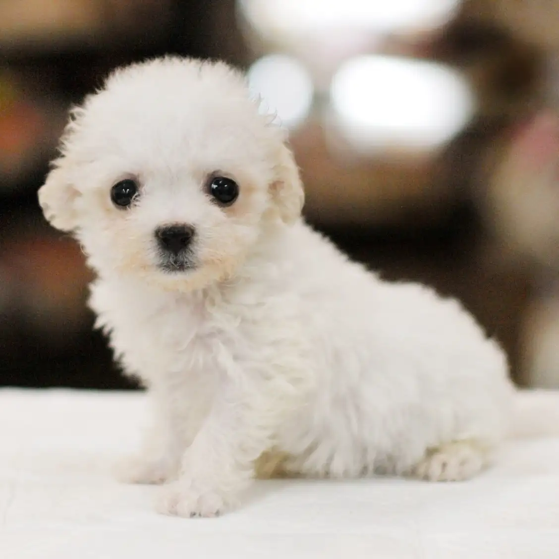 ビションフリーゼ