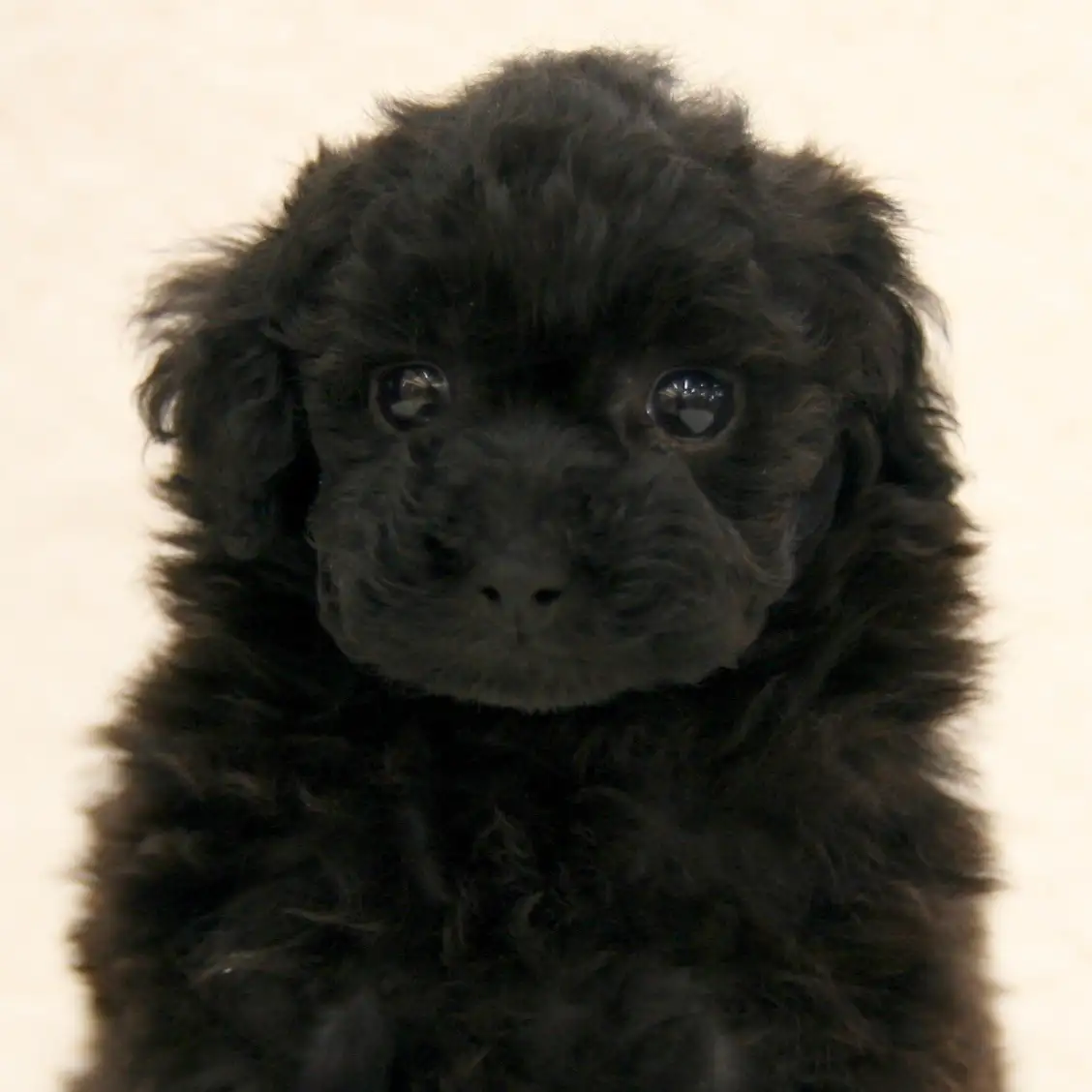 トイ・プードル