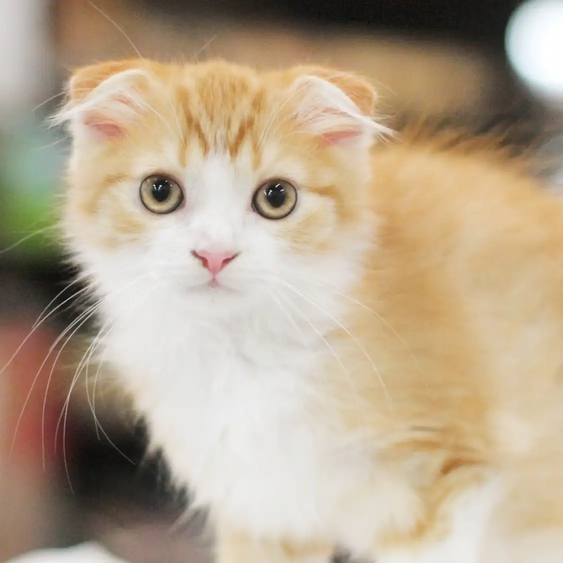 スコティッシュフォールド