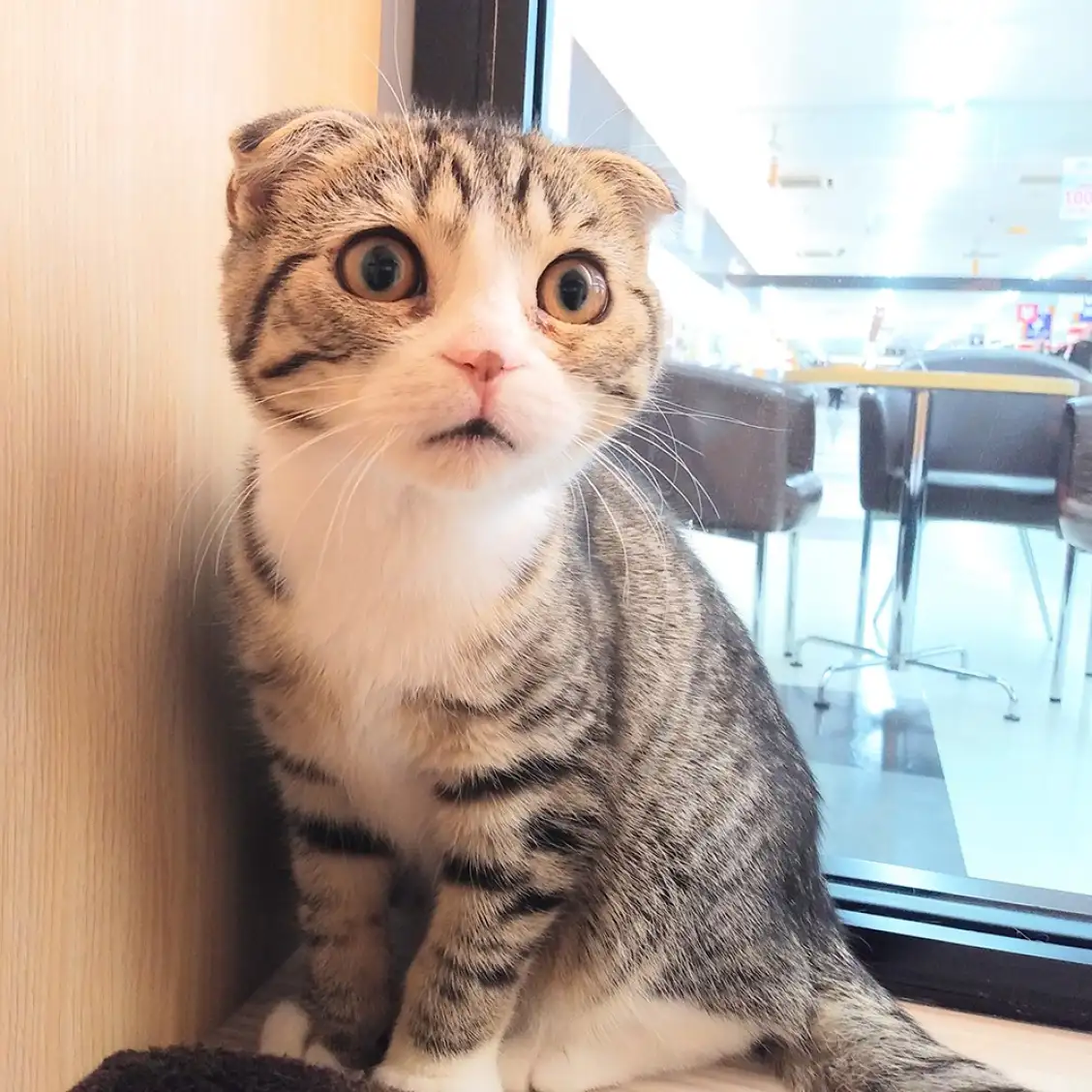 スコティッシュフォールド