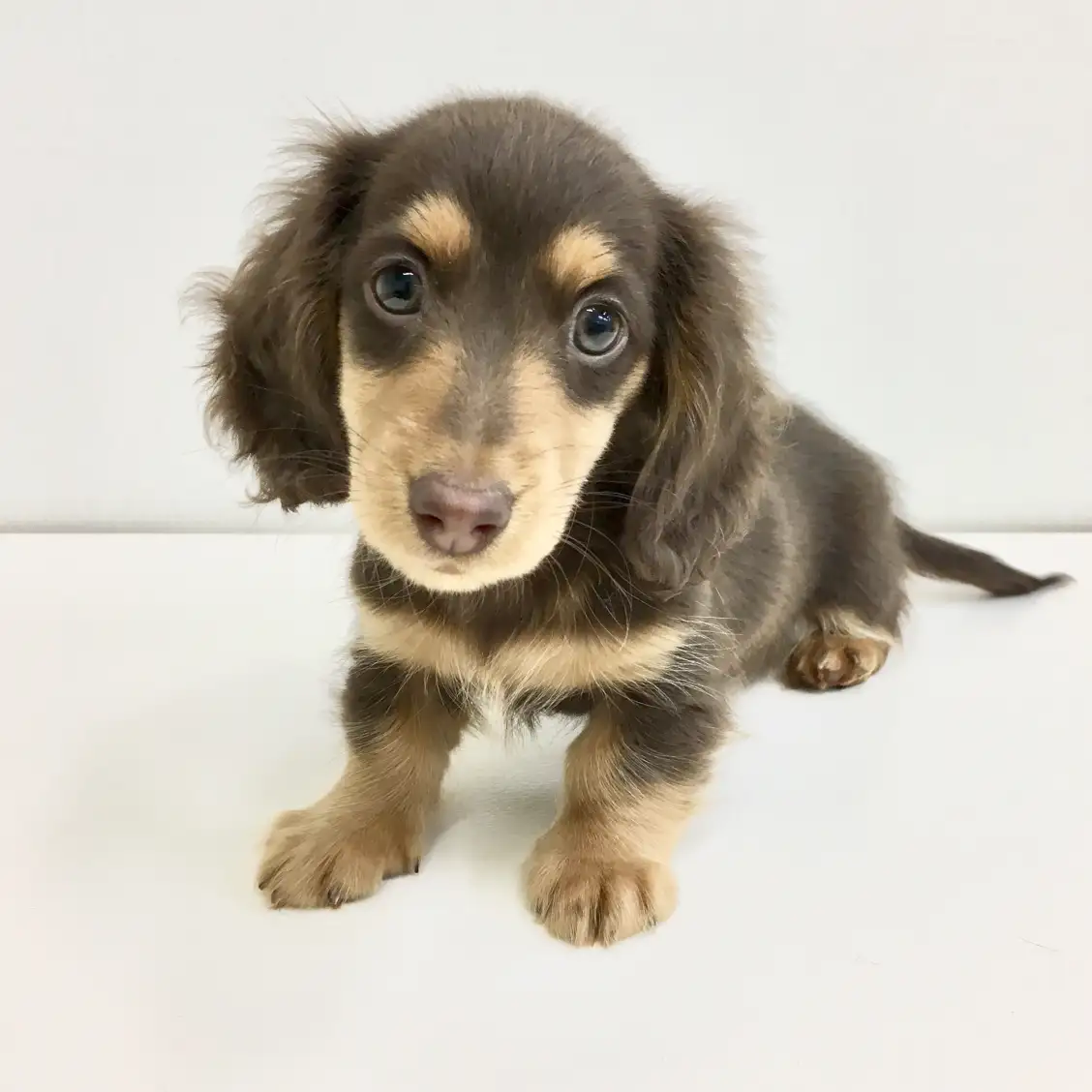 カニンヘン・ダックスフント