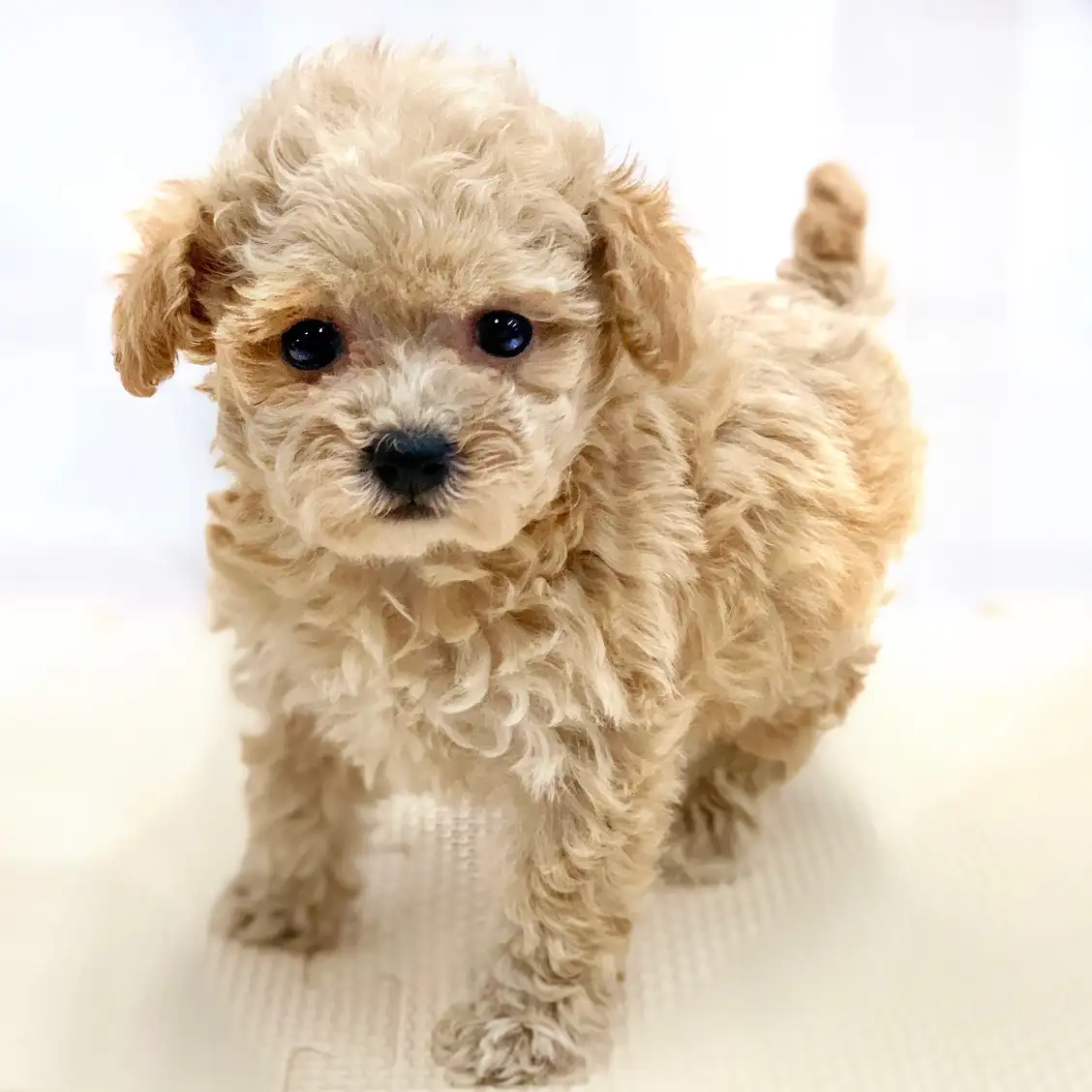 トイ・プードル