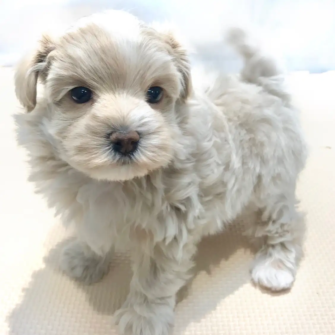 MIX(マルチーズ×トイプードル)