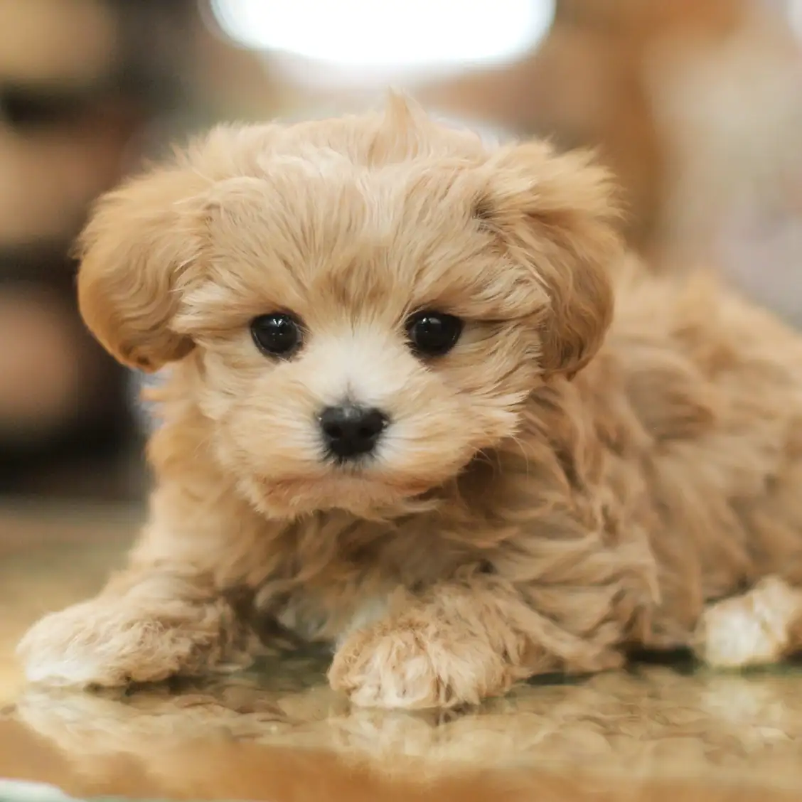 MIX（トイプードル×マルチーズ）