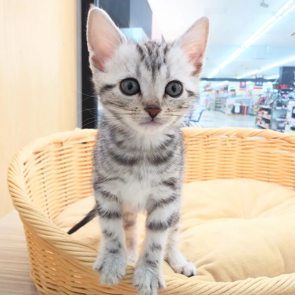 アメリカンショートヘア