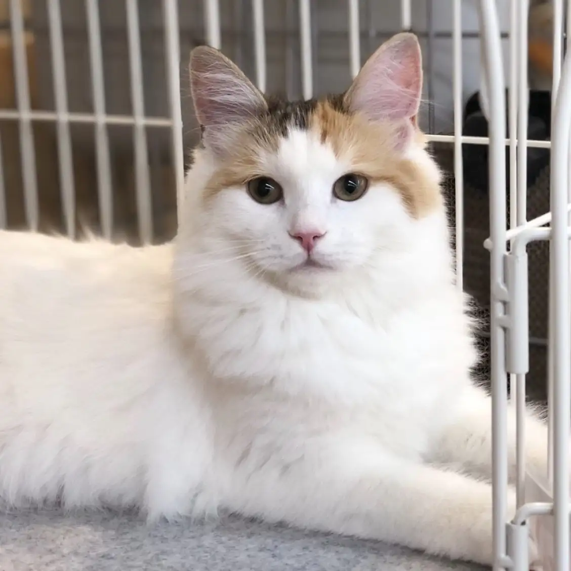 ノルウェージャンフォレストキャット