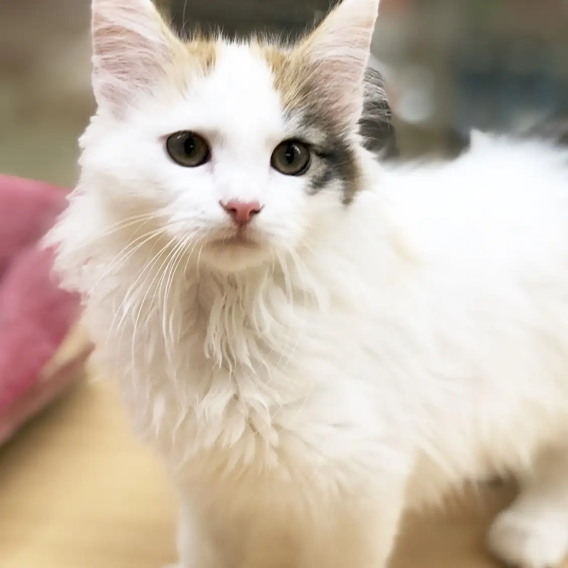 ノルウェージャンフォレストキャット