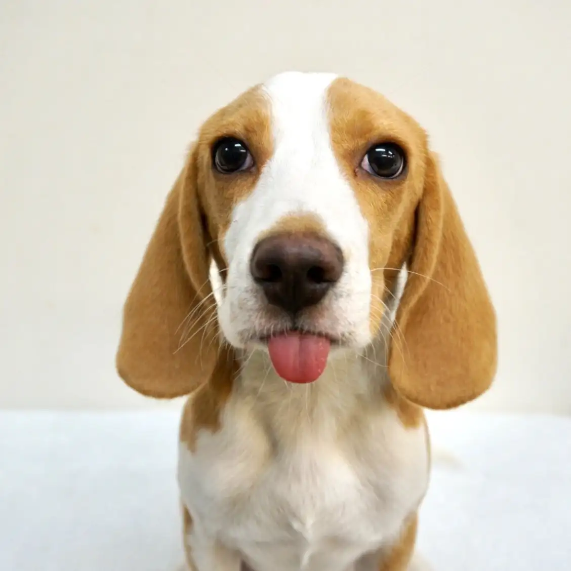 ビーグル