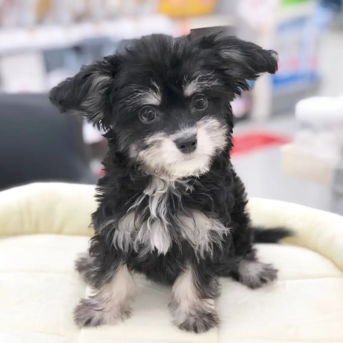 MIX（マルチーズ×チワワ）