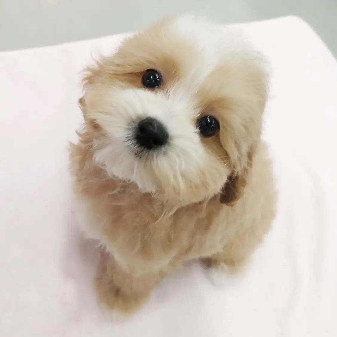 MIX(トイプードル×マルチーズ)