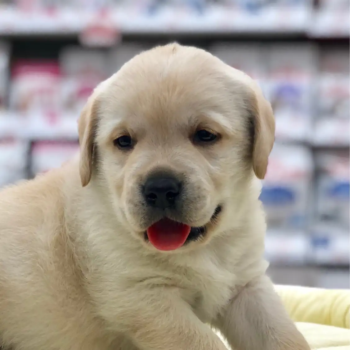 ラブラドールレトリバー