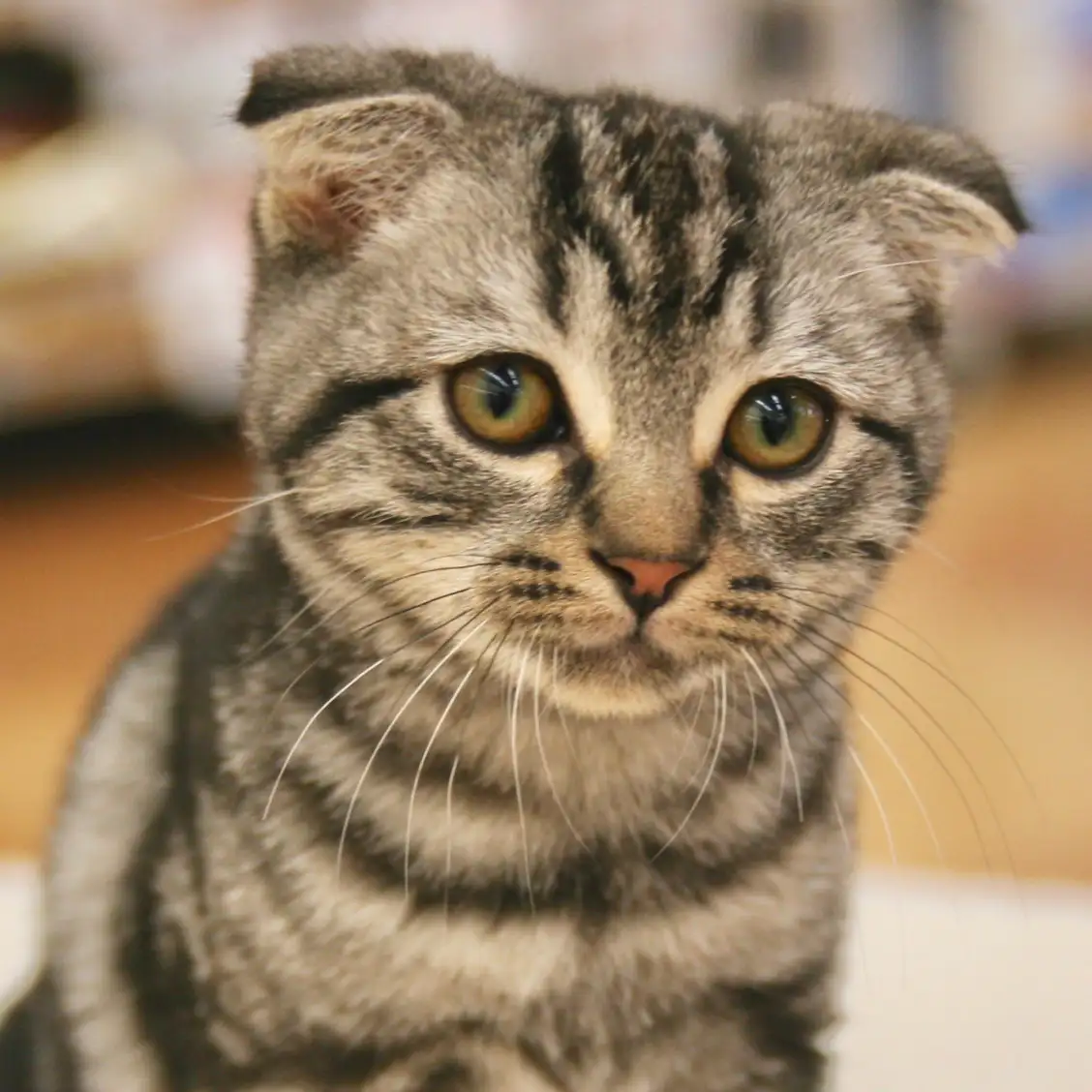 スコティッシュフォールド