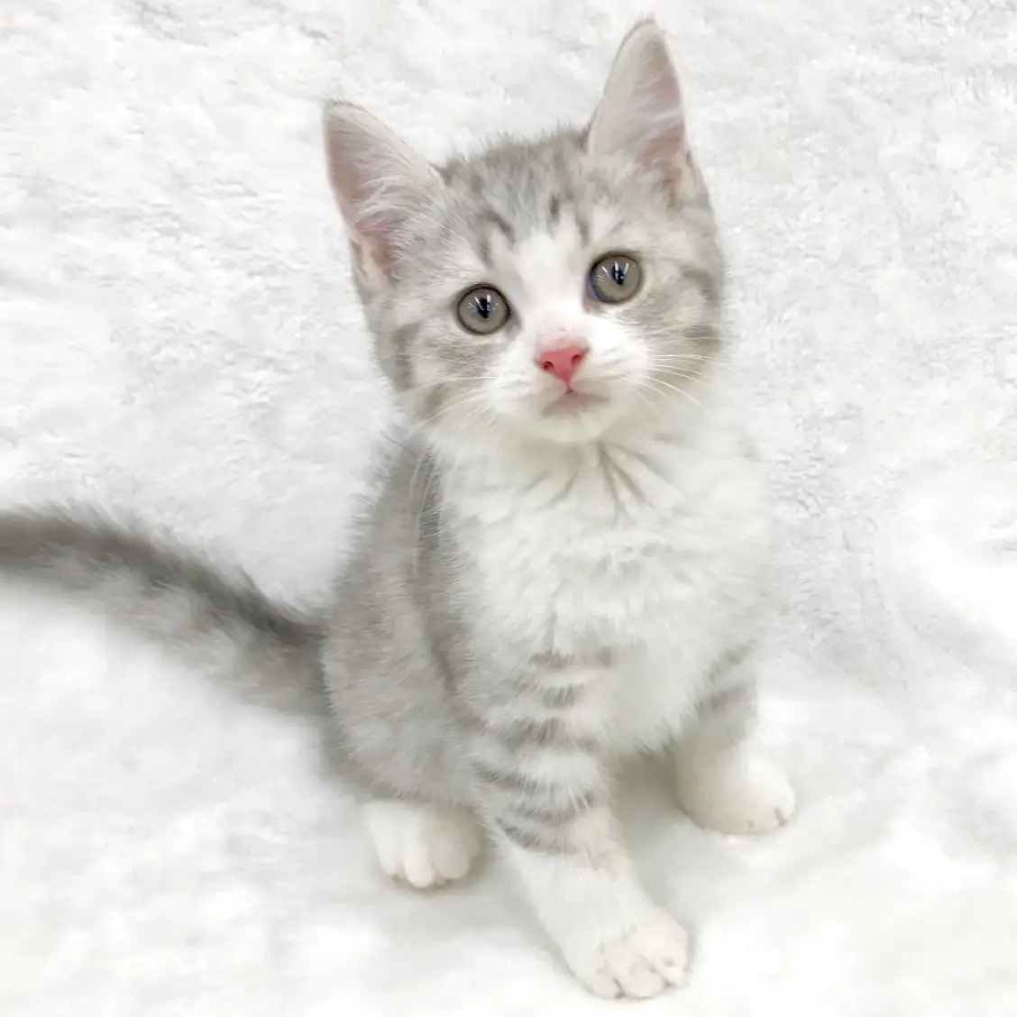 スコティッシュフォールド