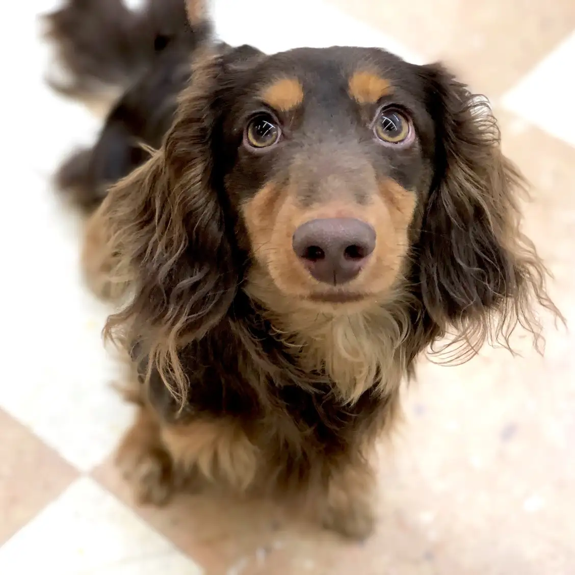 ミニチュア・ダックスフント