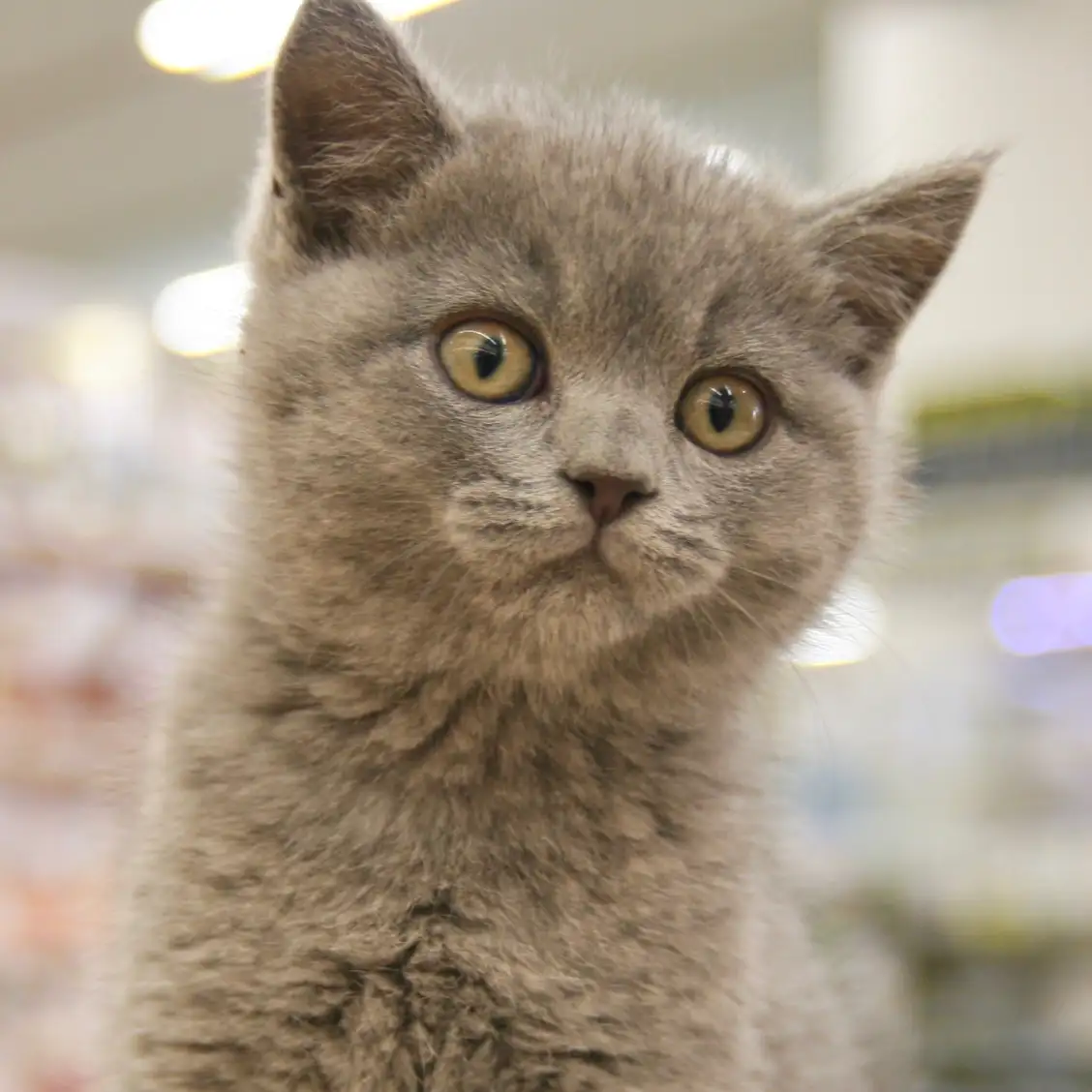 ブリティッシュショートヘア