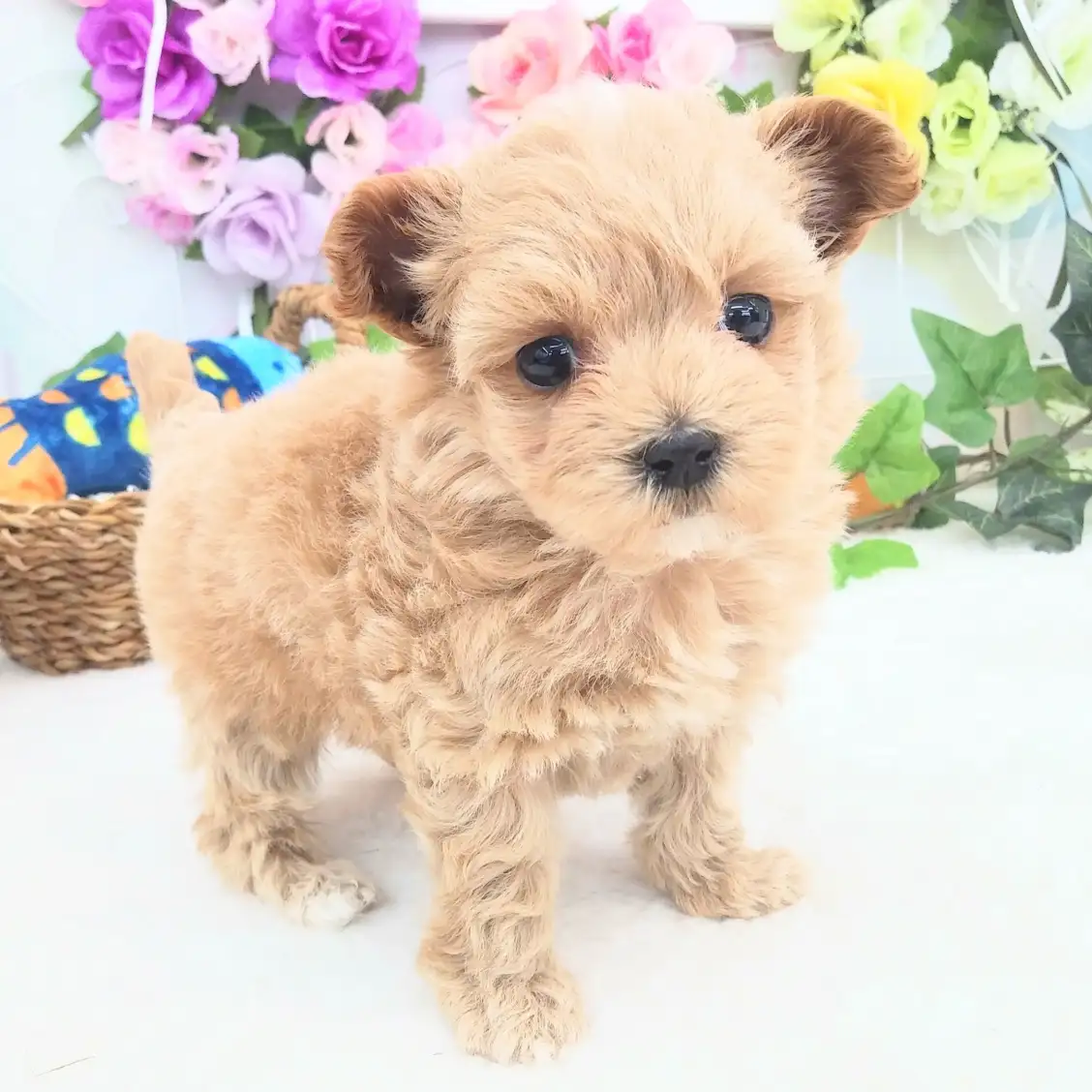 MIX(マルチーズ×トイプードル)