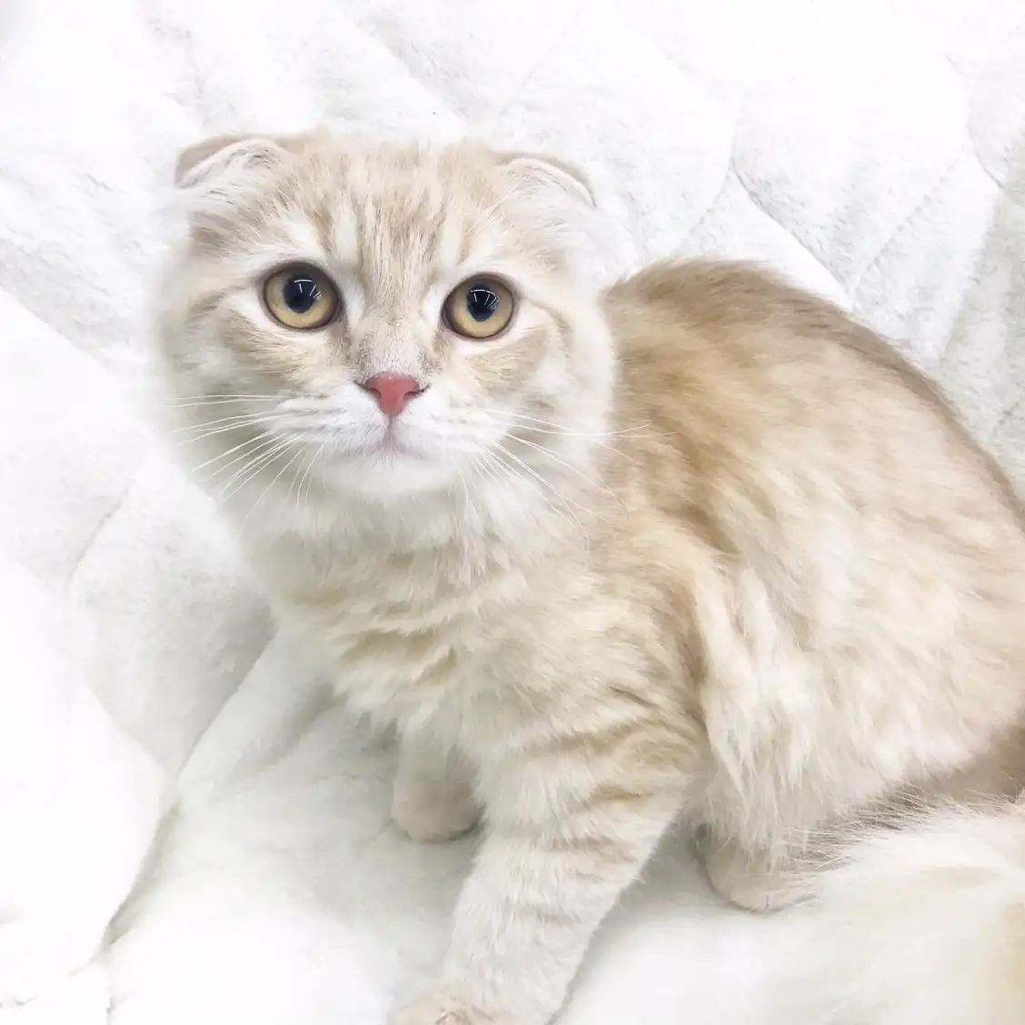 スコティッシュフォールド