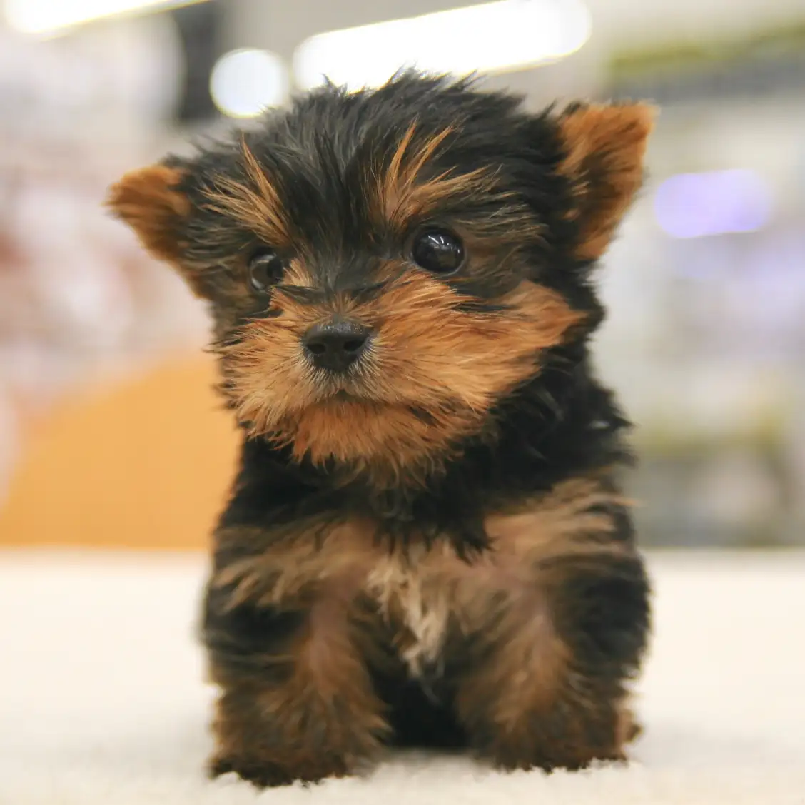 ヨークシャーテリア