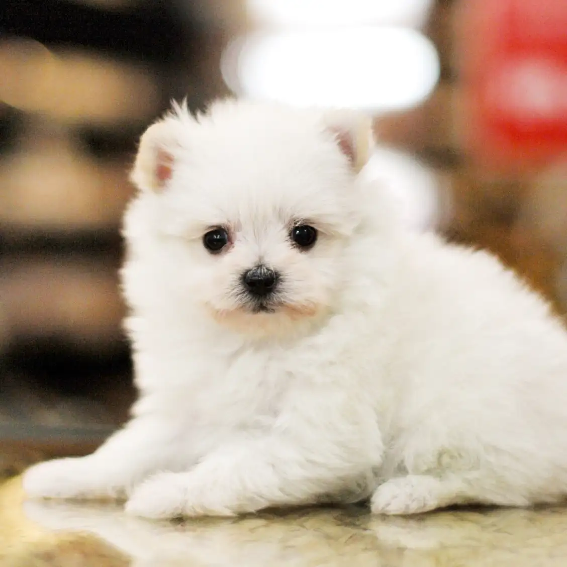 MIX(マルチーズ×ポメラニアン)