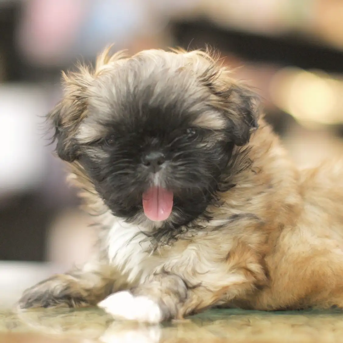 MIX（ペキニーズ×シーズー）